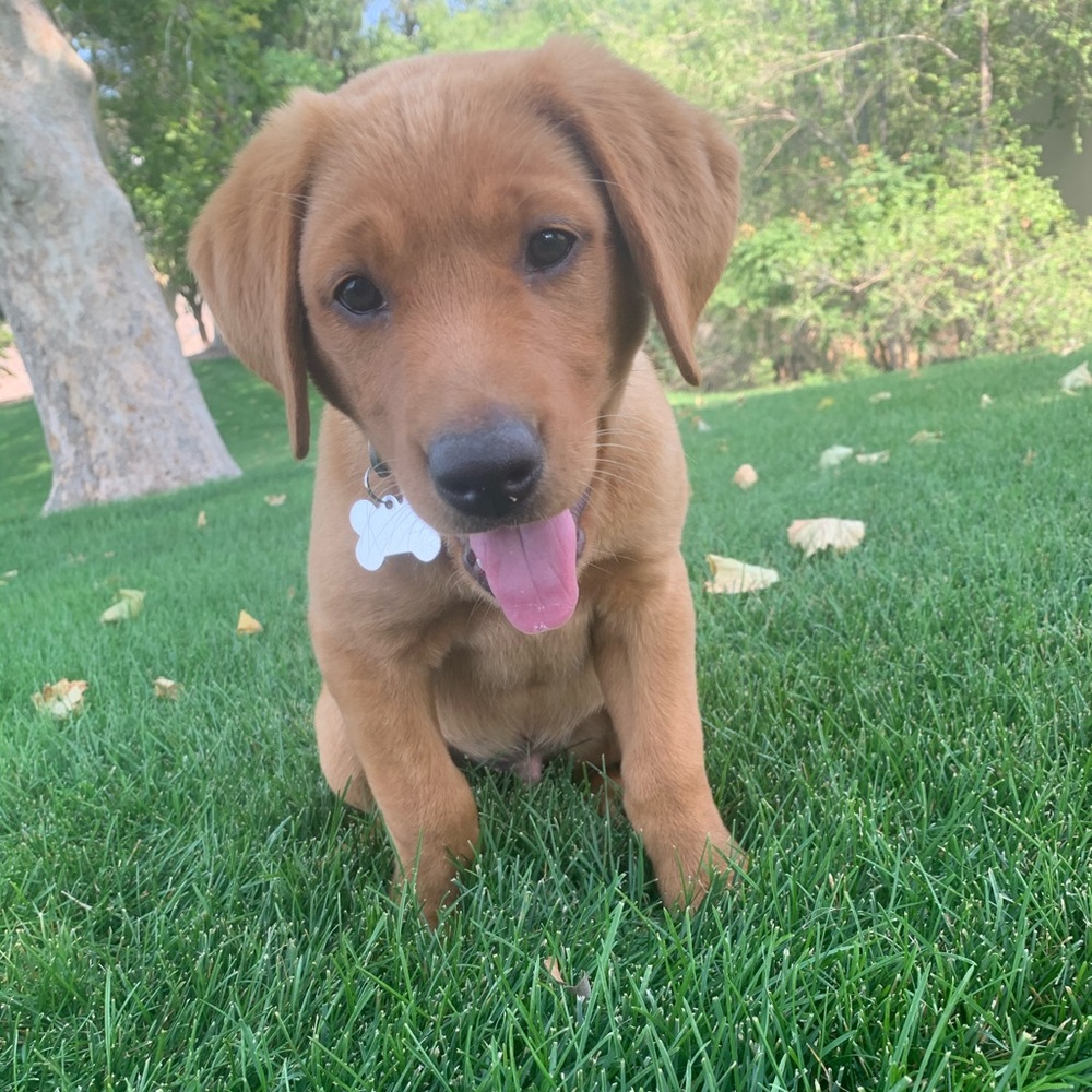 Meet your Posher, Abby